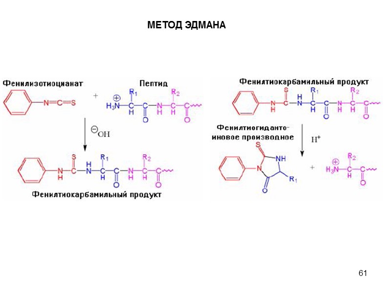 61 МЕТОД ЭДМАНА